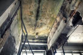 Best Black Mold Removal in New Pek, IN